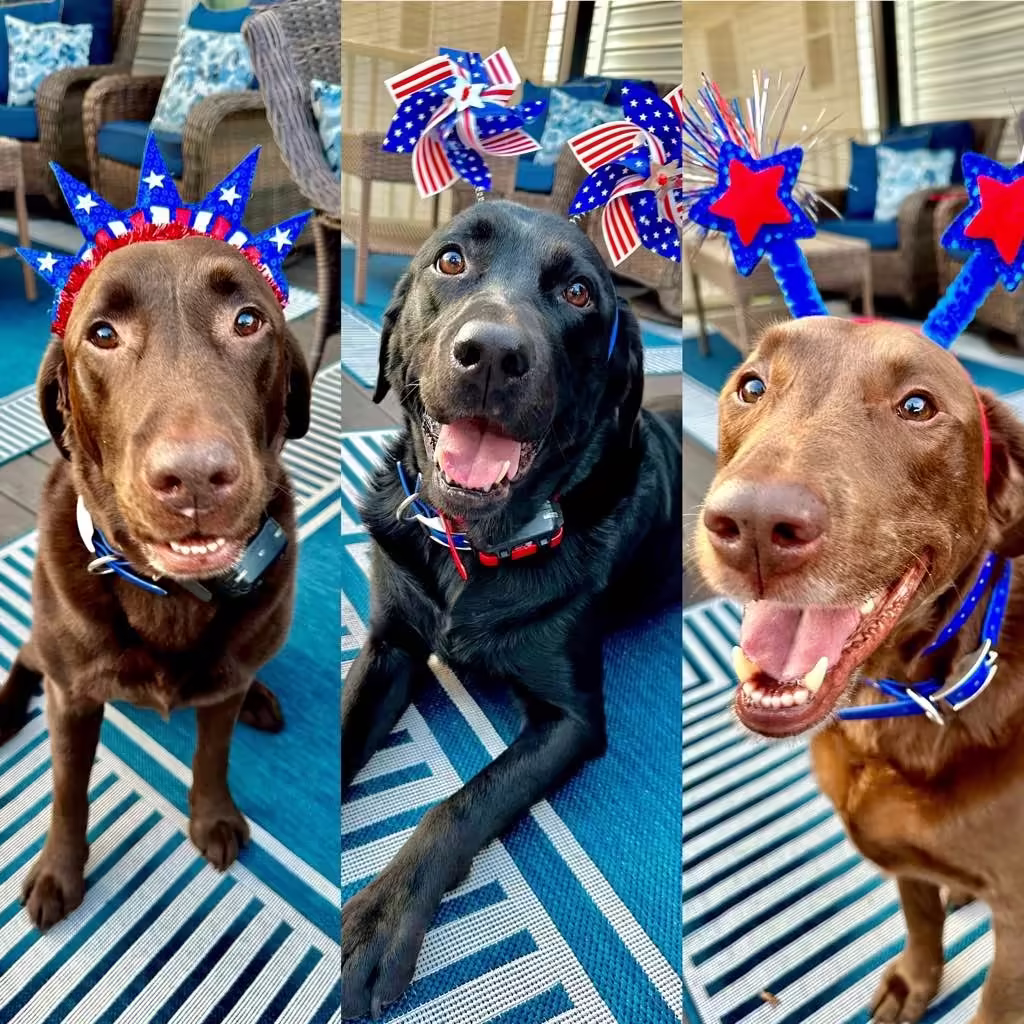 Buck, Ruger, Biscuit