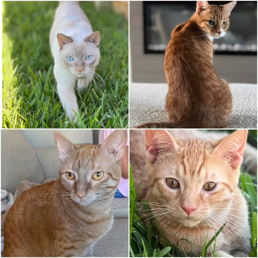 Dasher, Emmy, Noel, Echo