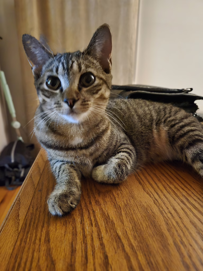 Sassy Simone Sha'Carri