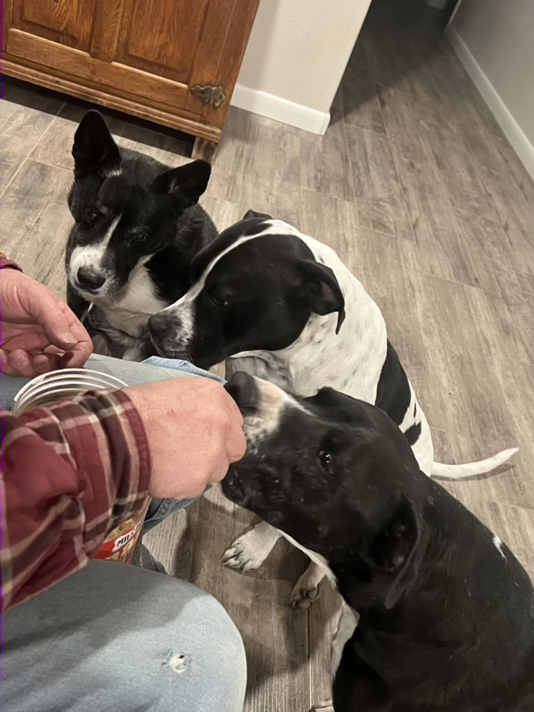 Oreo, Gwen, and Cookie