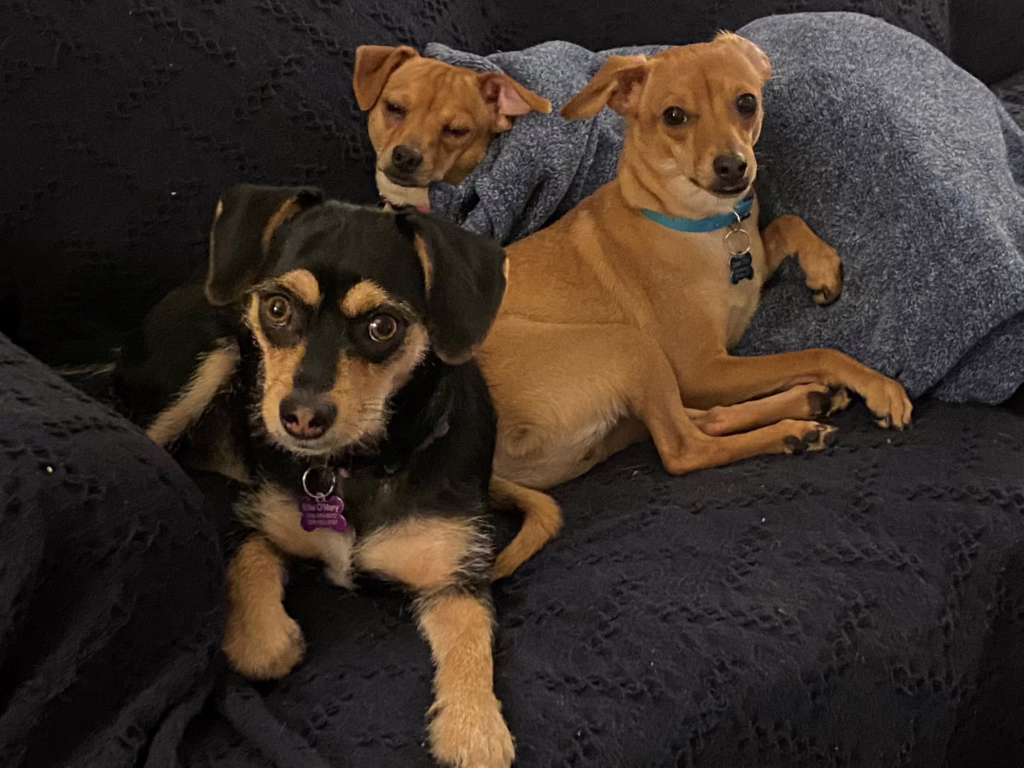 Ellie, Scooter, & Harley