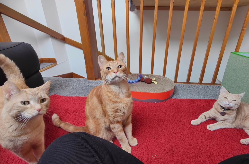 Ragnar, Loki & Sprout