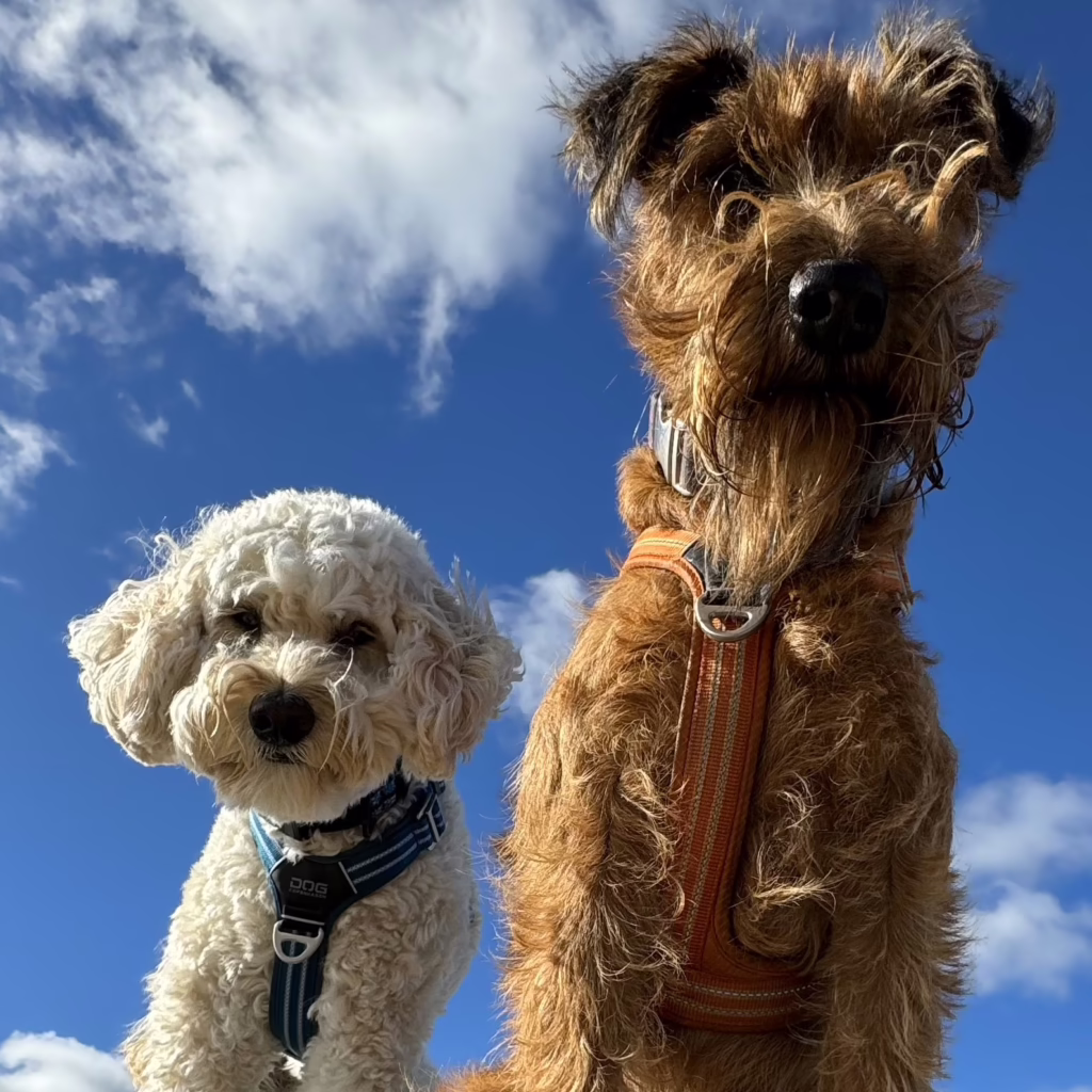 Finn & Miss Wigglesworth