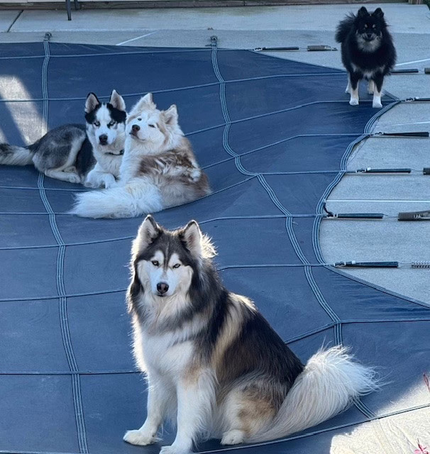 Skye, Axel, Loki, Hope