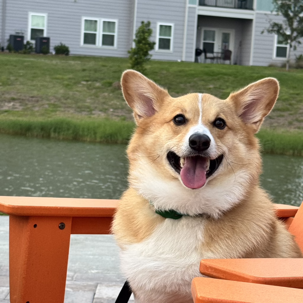 Cheddar