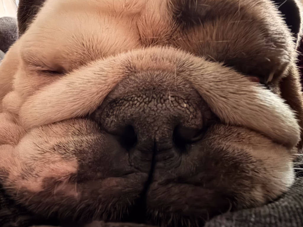 Maximus (maxi Moo)