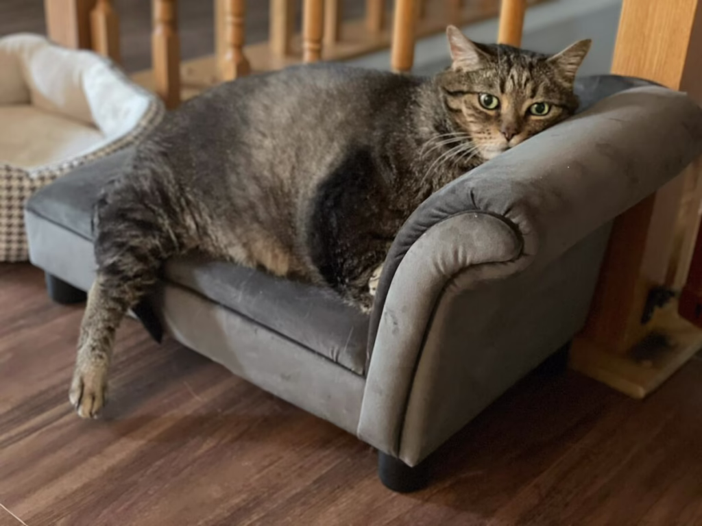FatBoy