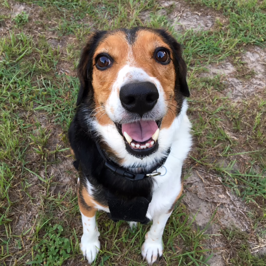 Barkley