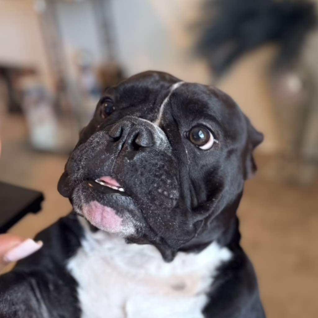 Bruno