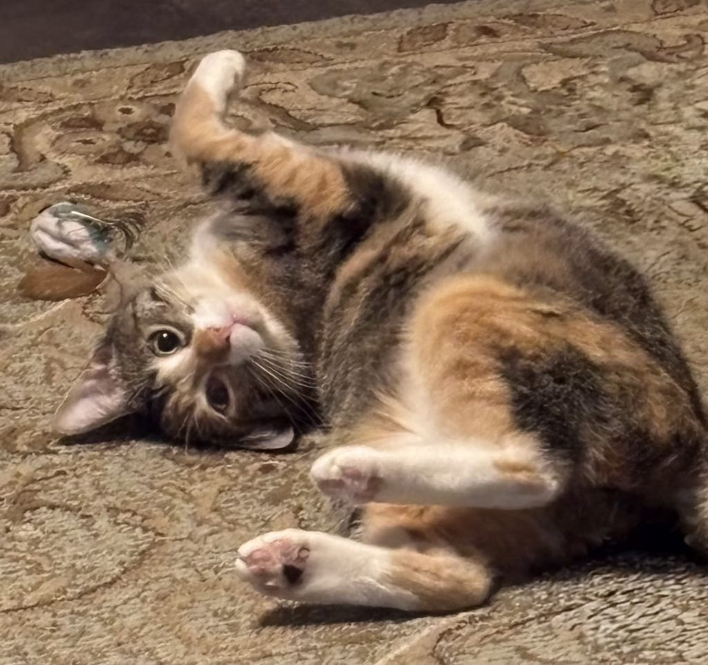 BB