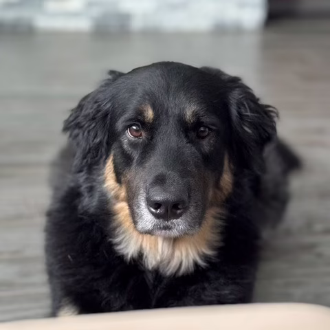 Brody