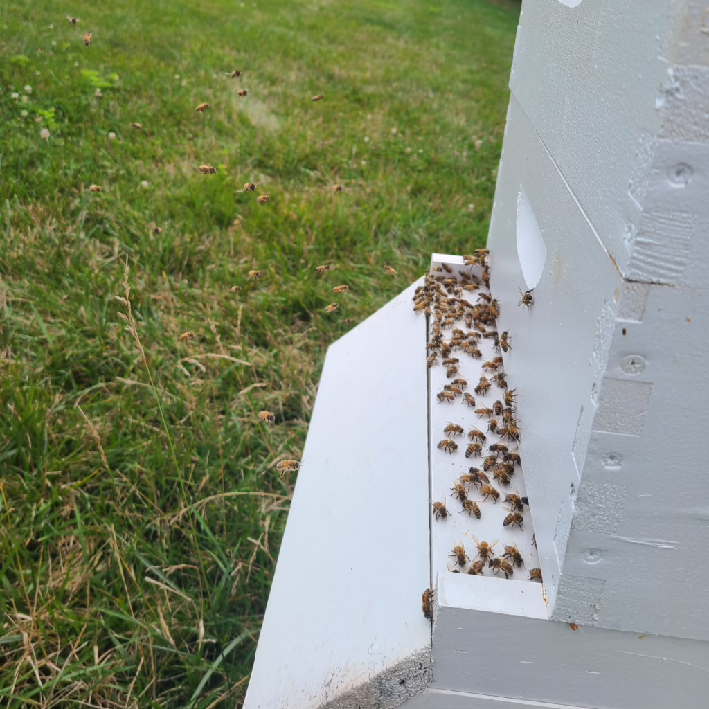 A Bunch of Bees